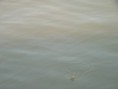 /album/fenykepgaleria/p1200529-jpg/